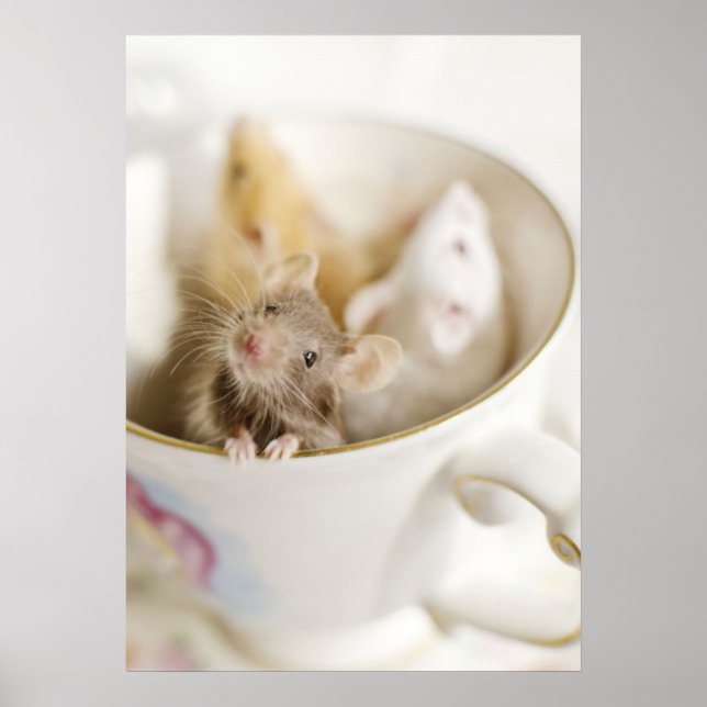 Three Little Mice Poster (Front)