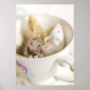 Three Little Mice Poster