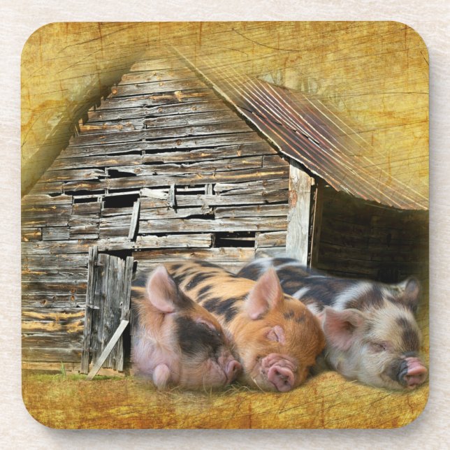 Three Little Pigs At The Rustic Barn Snoozing Coaster (Front)