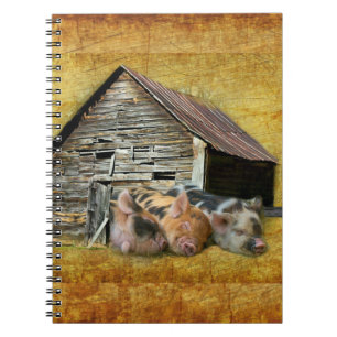 Three Little Pigs At The Rustic Barn Snoozing Notebook