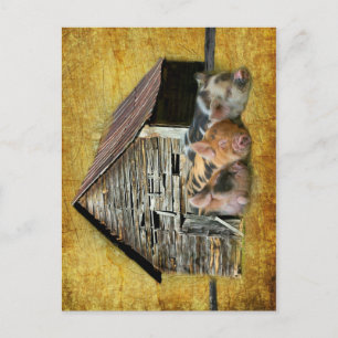 Three Little Pigs At The Rustic Barn Snoozing Postcard