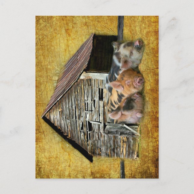 Three Little Pigs At The Rustic Barn Snoozing Postcard (Front)
