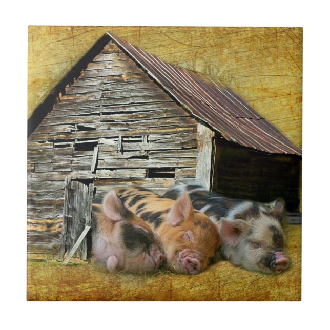 Three Little Pigs At The Rustic Barn Snoozing Tile (Front)
