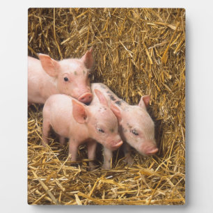 Three Little Pigs Plaque
