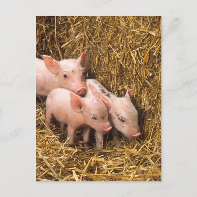Three Little Pigs Postcard (Front)