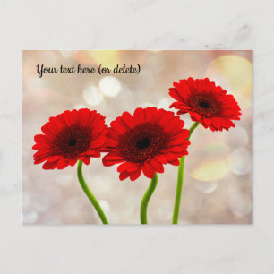 Three Little Red Gerberas Postcard