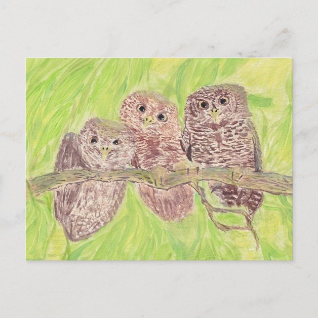 Three Little Scowling Owls - acrylic painting. Postcard (Front)
