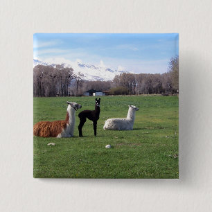 Three Llamas In Field 15 Cm Square Badge