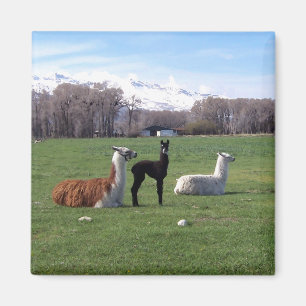 Three Llamas In Field Magnet