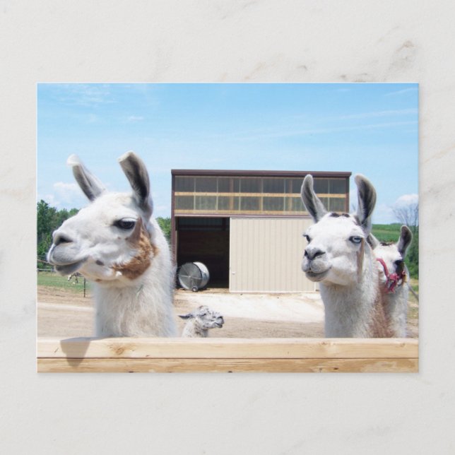 THREE LLAMAS POSTCARD (Front)