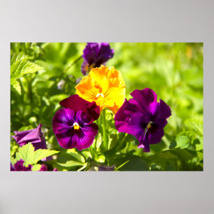 Three Lovely violets photo Poster