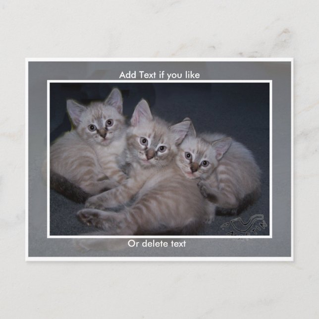 Three Lynx Point Siamese Kittens Postcard (Front)