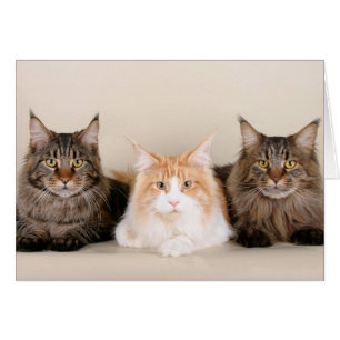 Three Maine Coon Cats