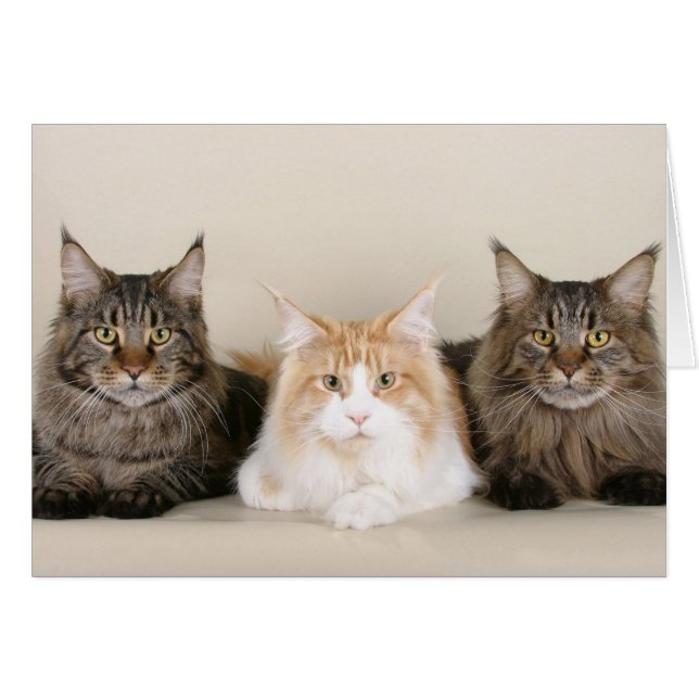 Three Maine Coon Cats (Front Horizontal)