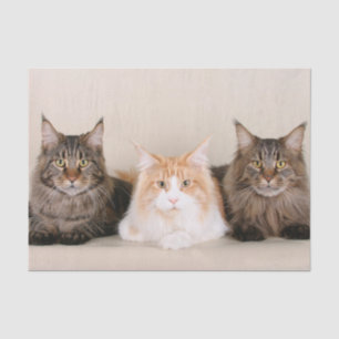 Three Maine Coon Cats Tissue Paper
