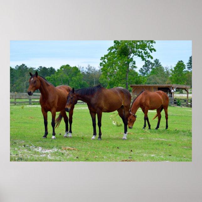Three Majestic Horses Poster (Front)