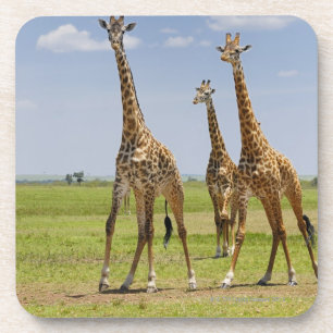 three Masai giraffes, Giraffa camelopardalis Coaster