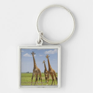 three Masai giraffes, Giraffa camelopardalis Key Ring