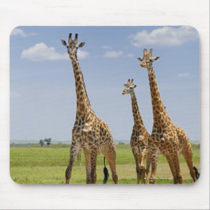 three Masai giraffes, Giraffa camelopardalis Mouse Mat