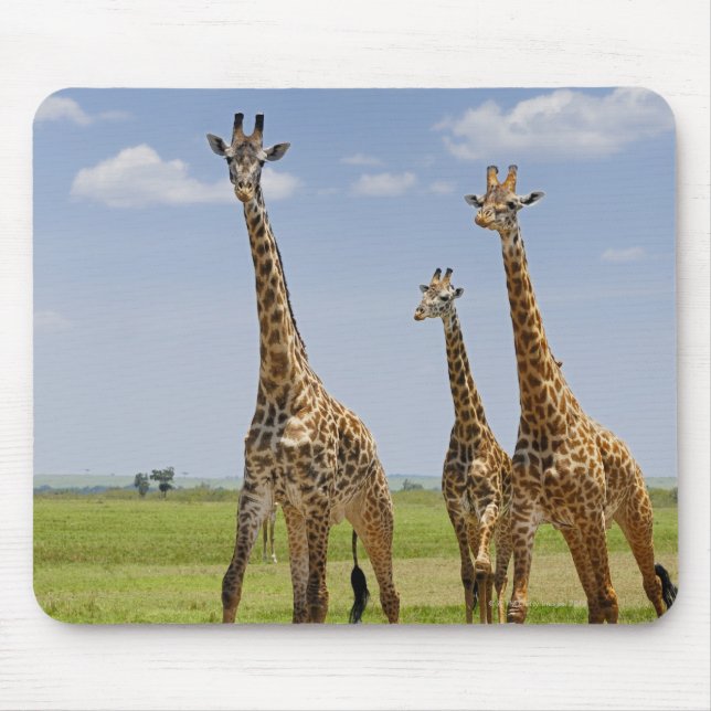 three Masai giraffes, Giraffa camelopardalis Mouse Mat (Front)