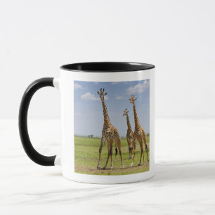 three Masai giraffes, Giraffa camelopardalis Mug