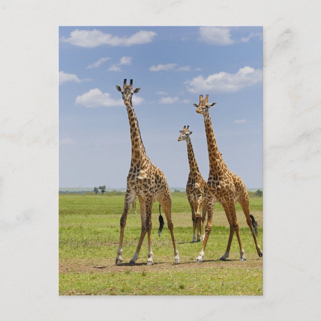 three Masai giraffes, Giraffa camelopardalis Postcard (Front)