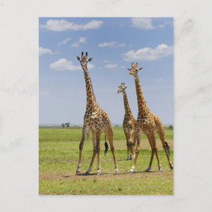 three Masai giraffes, Giraffa camelopardalis Postcard