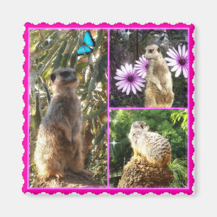 Three Meerkat Photo Collage, Fridge Magnet