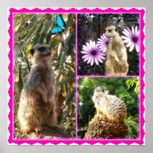 Three Meerkat Photo Collage, Poster
