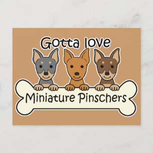 Three Miniature Pinschers Postcard