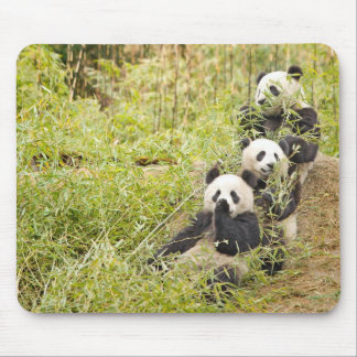 Three Munching Panda Cubs Mousepad