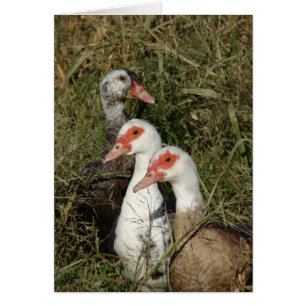 Three Muscovy Ducks