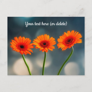 Three Orange Gerberas in a Row Postcard
