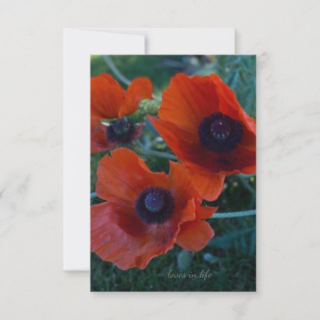 Three Orange Oriental Poppies Card (Front)