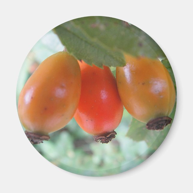 Three orange rosehips magnet (Front)