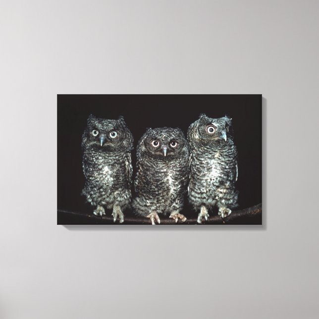 three owls canvas print (Front)