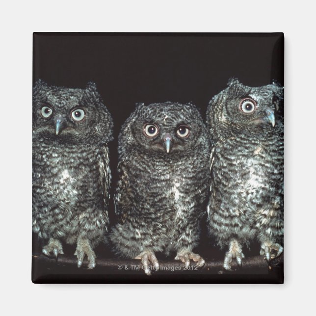 three owls magnet (Front)