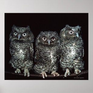 three owls poster