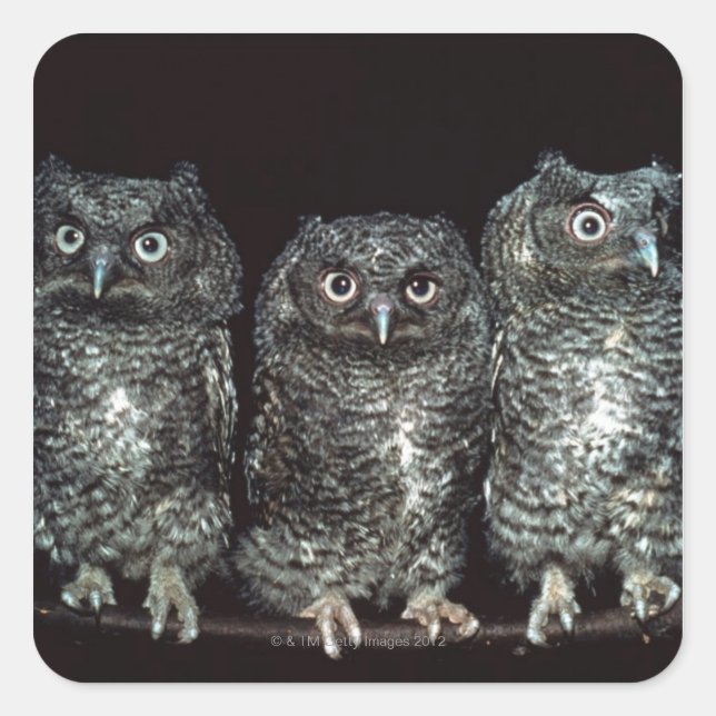 three owls square sticker (Front)