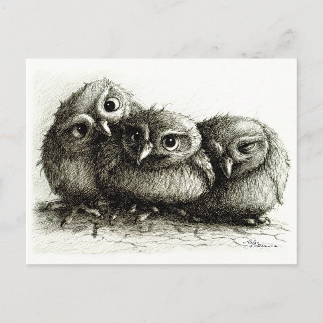 Three Owls - Young and Cute Postcard (Front)