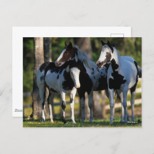 Three Paint Horses Standing Together Postcard