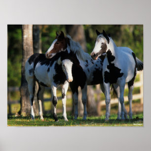 Three Paint Horses Standing Together Poster