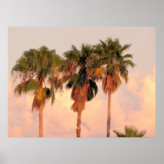 Three Palm Trees Bathed in Warm Sunset Poster