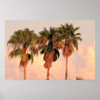 Three Palm Trees Bathed in Warm Sunset Poster