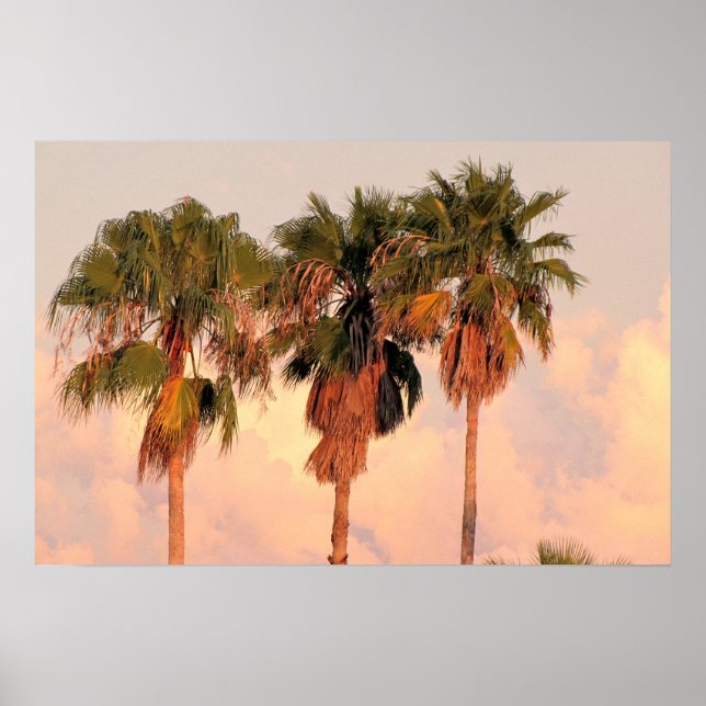 Three Palm Trees Bathed in Warm Sunset Poster (Front)