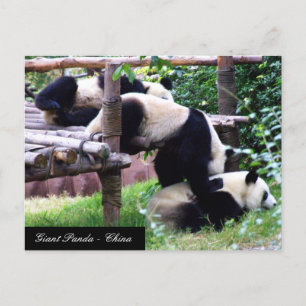 Three Panda Bears having fun playing / China Postcard