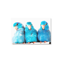 Three Parrots Pacific Blue Parrotlets Canvas Art