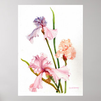 Three Pastel Irises Print Poster Paper (Matte)