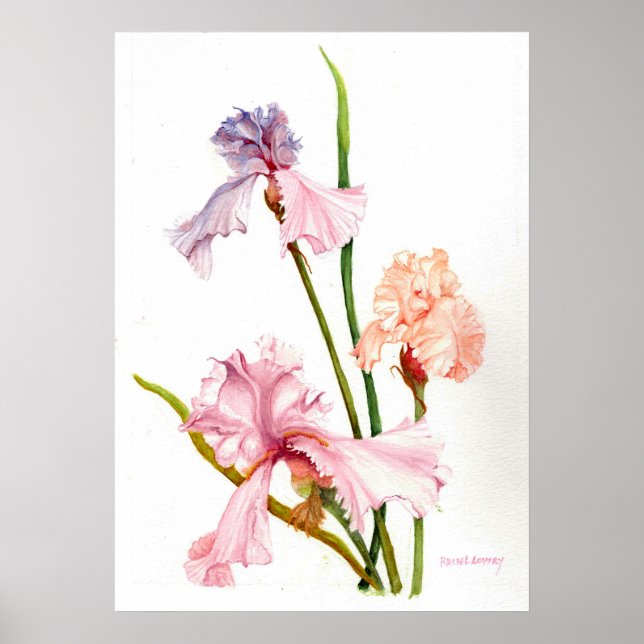 Three Pastel Irises Print Poster Paper (Matte) (Front)