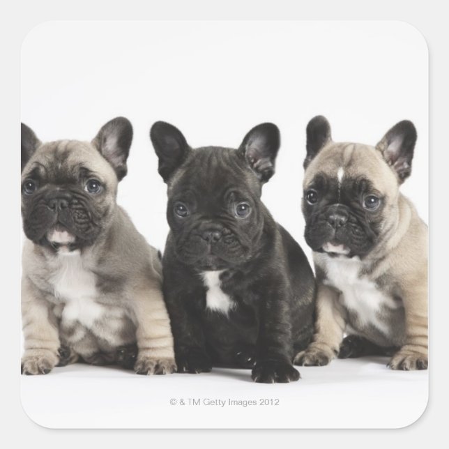 Three Pedigree Puppies Square Sticker (Front)